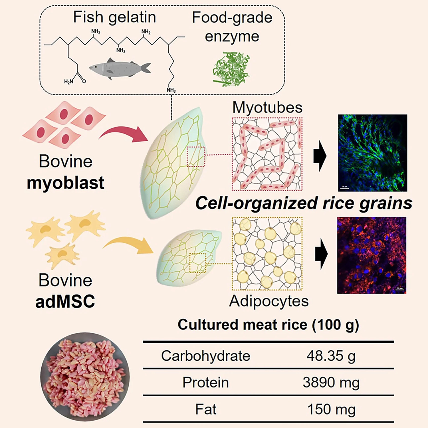 Учёные разработали гибридный «говяжий рис» как будущую альтернативу мясу